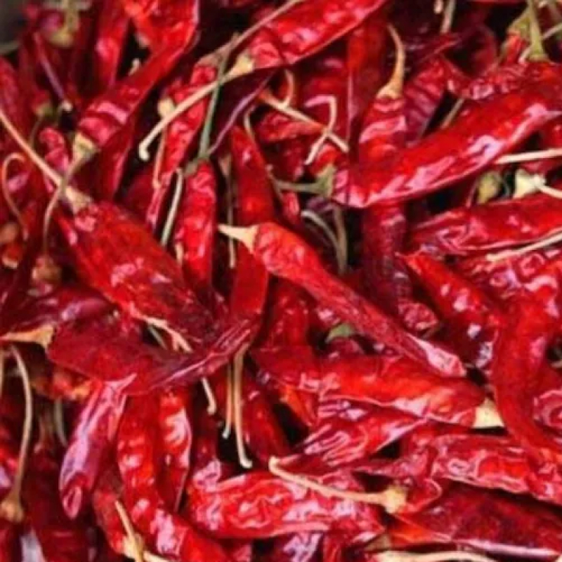 Maharashtra Chilli
